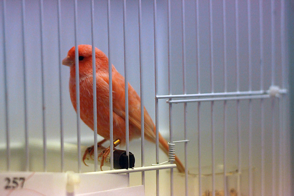 Ornitološko prvenstvo Hrvatske u hotelu Zadar (foto:Saša Čuka)