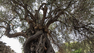 Berba maslina u Lunu, foto: V. Pesic