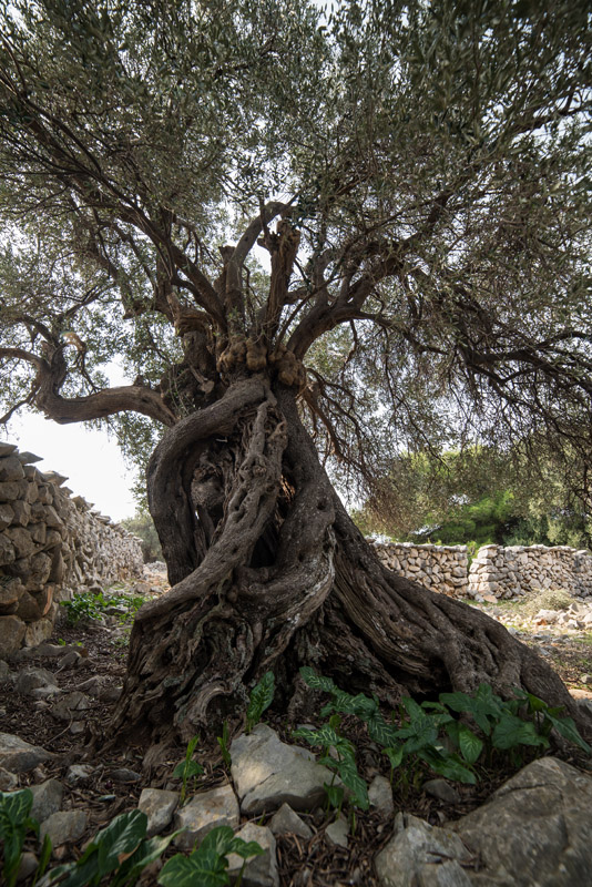Berba maslina u Lunu, foto: V. Pesic