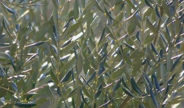 Maslinove grančice, maslinova grančica