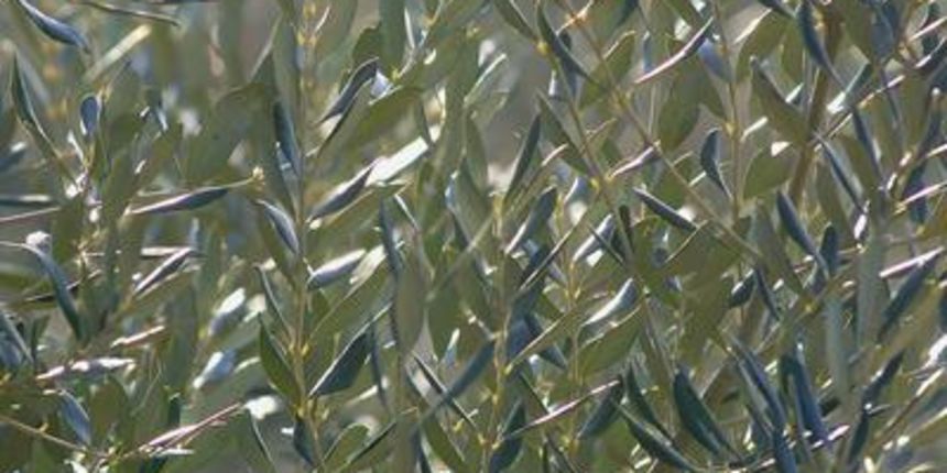 Maslinove grančice, maslinova grančica