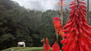 Tropske ptice u kolumbijskom Parque National Natural Tatamá u zapadnim Andama. Foto: Maja Bjelić