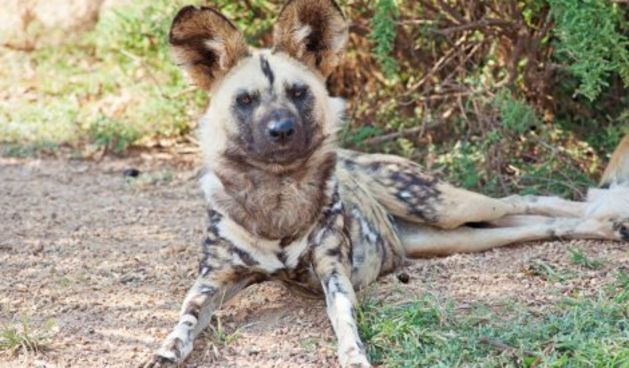 Osječki ZOO vrt jedini u Hrvatskoj ima afričke divlje pse