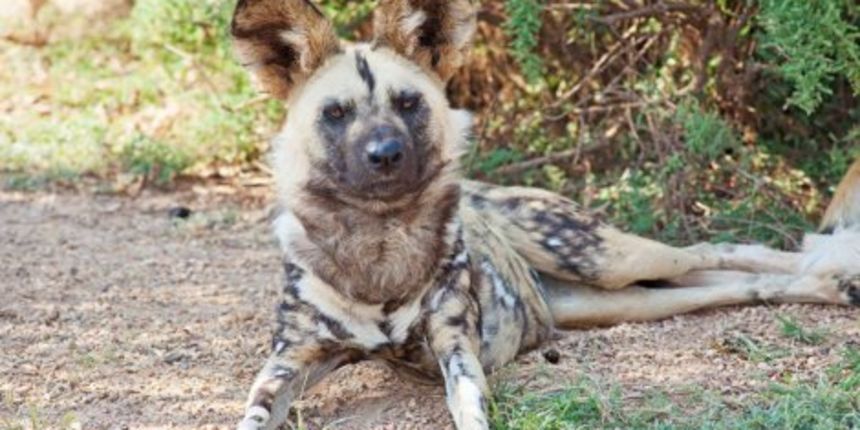 Osječki ZOO vrt jedini u Hrvatskoj ima afričke divlje pse