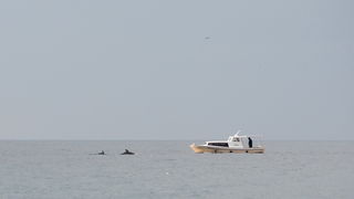 Zadar, 101211
Oni koji su se danas u pravo vrijeme nasli na zadarskoj rivi mogli su uzivati gledajuci jato od 6-7 dupina kako lovi ribu. Naime, u popodnevnim satima, zajedno s ribarima koji su krenuli u lov na lignje pojavili su se dupini i zadrzali se na