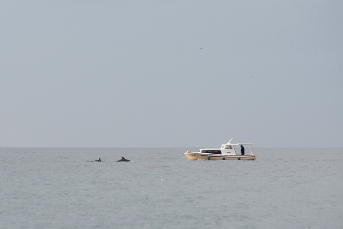 Zadar, 101211
Oni koji su se danas u pravo vrijeme nasli na zadarskoj rivi mogli su uzivati gledajuci jato od 6-7 dupina kako lovi ribu. Naime, u popodnevnim satima, zajedno s ribarima koji su krenuli u lov na lignje pojavili su se dupini i zadrzali se na