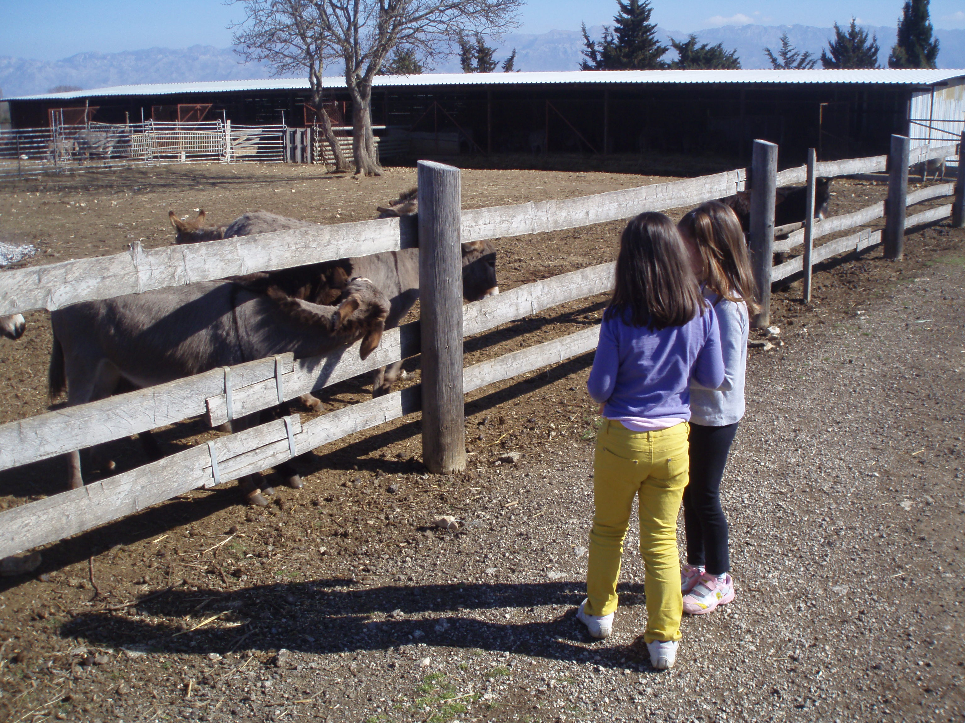 OLYMPUS DIGITAL CAMERA OLYMPUS DIGITAL CAMERA