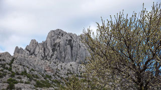 Velebitska katedrala – Tulove grede. Foto: Vinko Pešić Velebitska katedrala – Tulove grede. Foto: Vinko Pešić