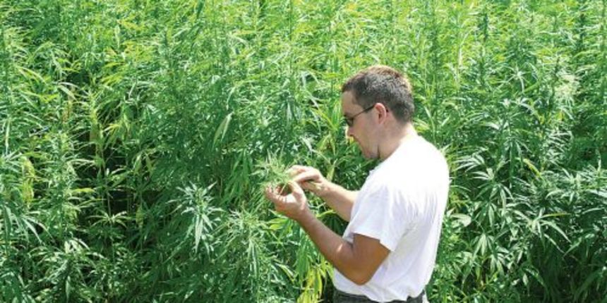 Konoplja, foto: VGdanas.hr