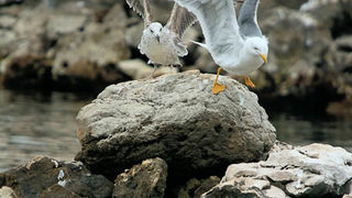 Moj galebe by Leo Banić