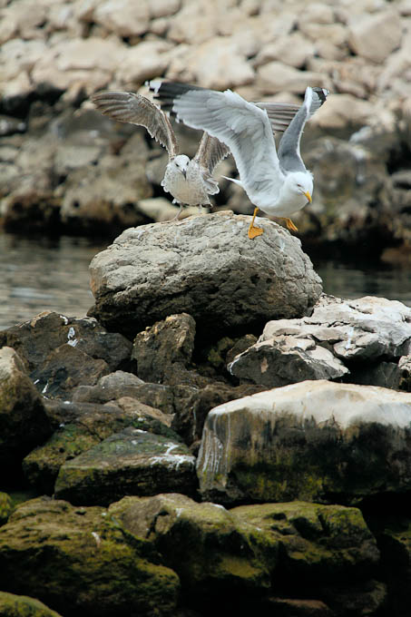 Moj galebe by Leo Banić