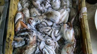 Image 1200509 (auto)