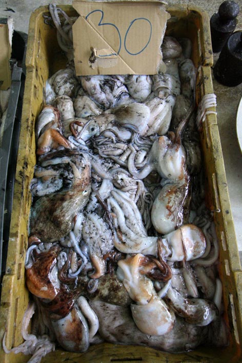 Image 1200509 (auto)