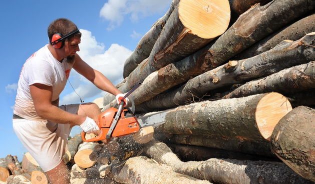 Zadar, 061010.
Zima samo sto nije stigla a oni koji jos nisu nabavili drva za ogrijev uzurbano traze zadnje zalihe kod prodavaca na zadarskom Bilom Brigu. Velika potraznja zadala je puno posla vrijednim radnicima u pilani Tihomira Lovrica.
Bukva i hrast p