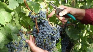 Drniš: Berba grožđa sa više od milijun čokota vinove loze, Photo: Duško Jaramaz/PIXSELL