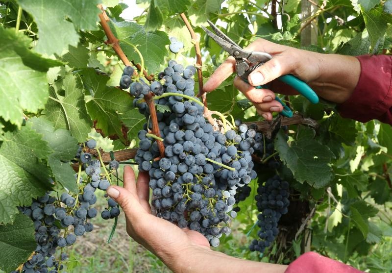 Drniš: Berba grožđa sa više od milijun čokota vinove loze, Photo: Duško Jaramaz/PIXSELL