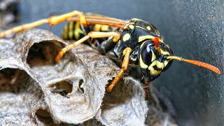 Bibinjski sinac, Foto: Leo Banic Bibinjski sinac, Foto: Leo Banic