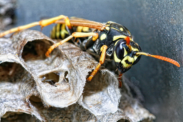 Bibinjski sinac, Foto: Leo Banic Bibinjski sinac, Foto: Leo Banic