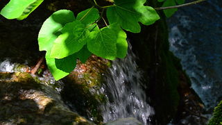 Đir do NP Krka. foto-Iva Perincic