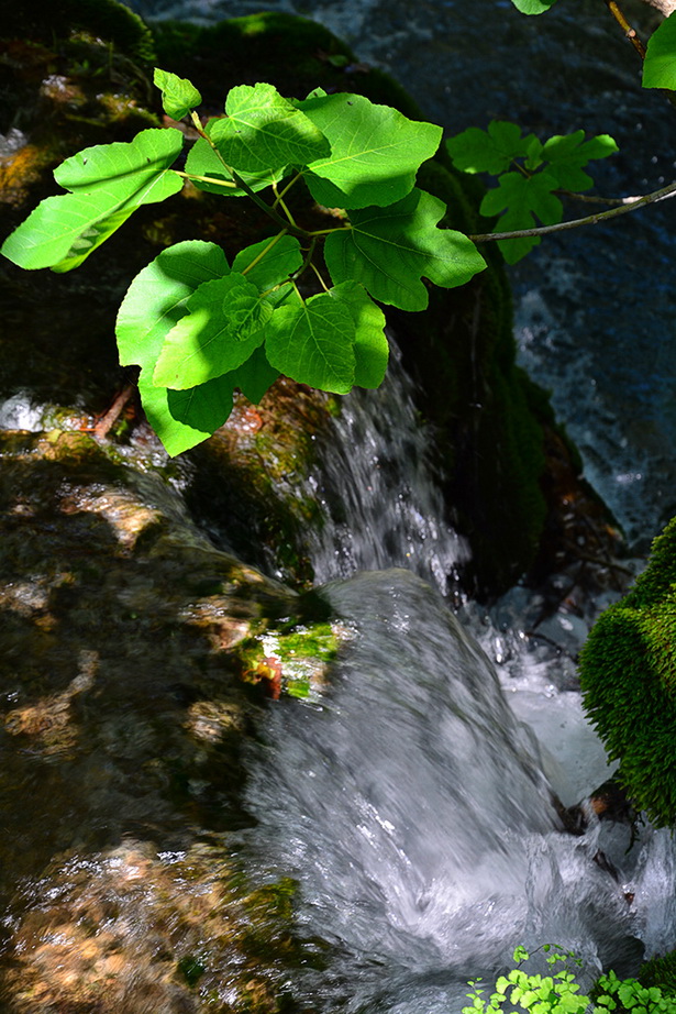 Đir do NP Krka. foto-Iva Perincic