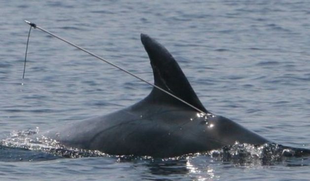 Delfinu prijeti smrt jer ga je nepoznati bandit pogodio harpunom, foto: NL