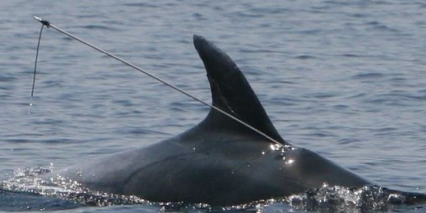 Delfinu prijeti smrt jer ga je nepoznati bandit pogodio harpunom, foto: NL