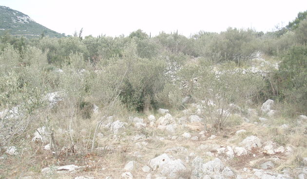 Masline – suša na otoku Ugljanu (Foto: ezadar.hr)