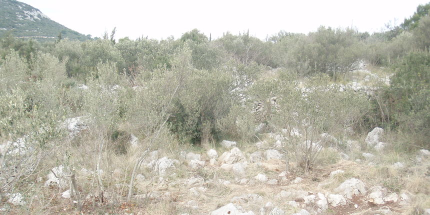 Masline – suša na otoku Ugljanu (Foto: ezadar.hr) Masline – suša na otoku Ugljanu (Foto: ezadar.hr)