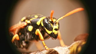 Bibinjski sinac, Foto: Leo Banic Bibinjski sinac, Foto: Leo Banic