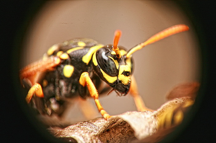 Bibinjski sinac, Foto: Leo Banic Bibinjski sinac, Foto: Leo Banic