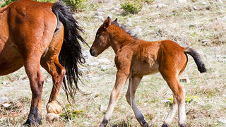 Divlji konji na Velebitu, foto: Leo Banić