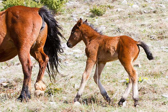 Divlji konji na Velebitu, foto: Leo Banić
