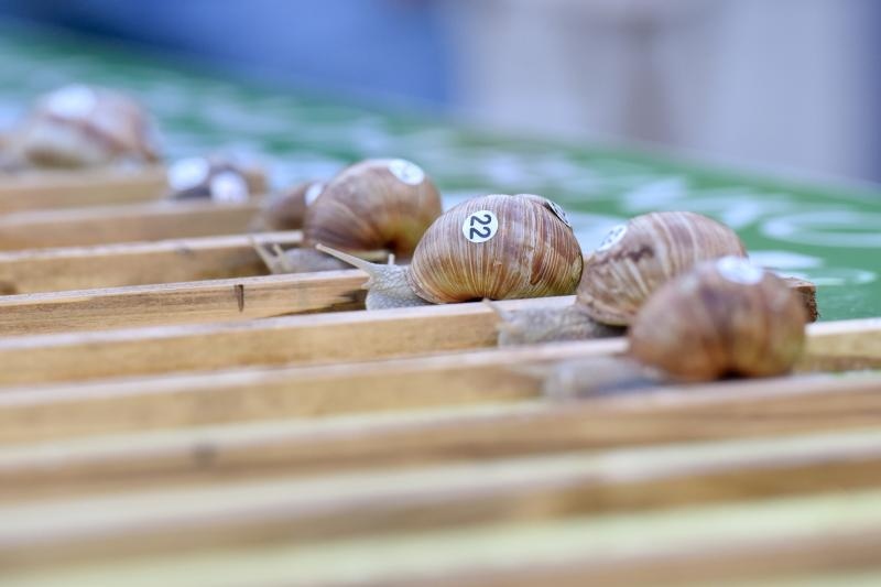 “Puževim korakom” Benkovac: 6. Prvenstvo Hrvatske u utrci puževa “Puževim korakom” Benkovac: 6. Prvenstvo Hrvatske u utrci puževa