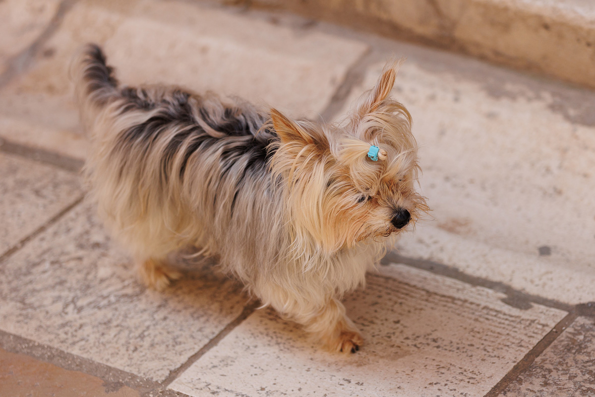 Đir po gradu, 22. travnja 2025. Đir po gradu, 22. travnja 2025.