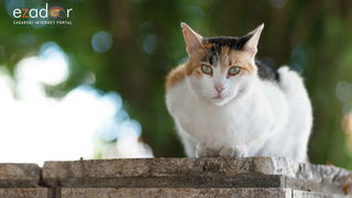 Đir po gradu, srijeda 19. lipnja 2019. Đir po gradu, srijeda 19. lipnja 2019.