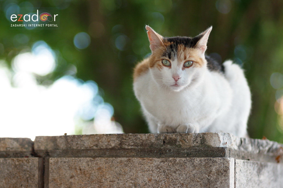 Đir po gradu, srijeda 19. lipnja 2019. Đir po gradu, srijeda 19. lipnja 2019.