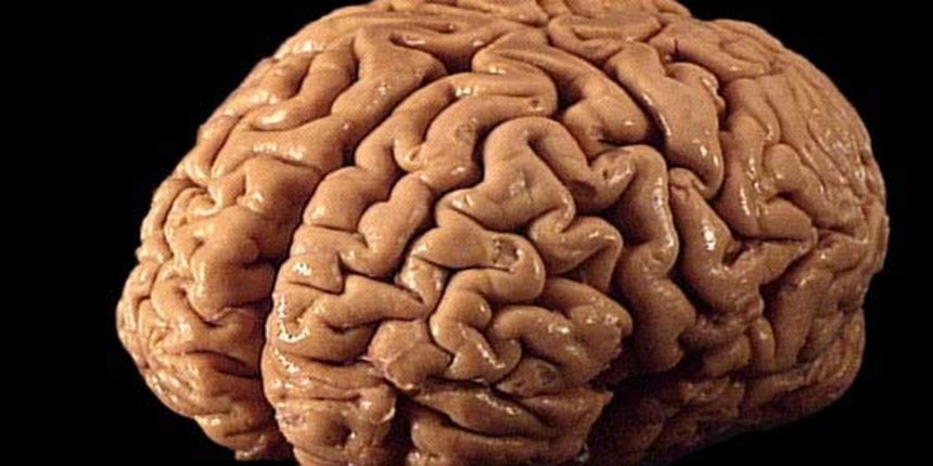 Mozak, foto: heppell.net