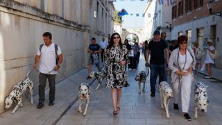 Red Carpet Dalmatian Walk @Trg pet bunara Red Carpet Dalmatian Walk @Trg pet bunara