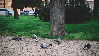 Đir po gradu: Škura bura u Zadru 14. ožujka 2016. Đir po gradu: Škura bura u Zadru 14. ožujka 2016.