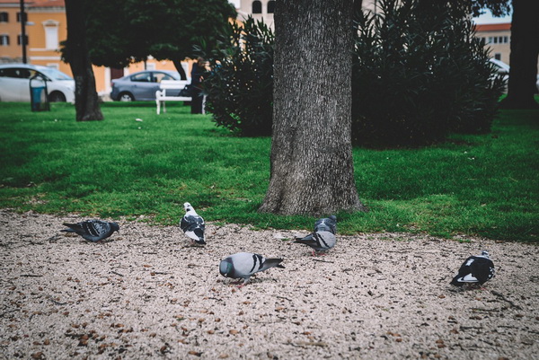 Đir po gradu: Škura bura u Zadru 14. ožujka 2016. Đir po gradu: Škura bura u Zadru 14. ožujka 2016.
