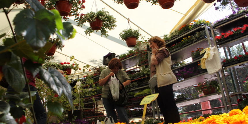 Sveti Filip i Jakov: 11. Dani cvijeca Zadarske zupanije, Foto: Martin Brkljaca Sveti Filip i Jakov: 11. Dani cvijeca Zadarske zupanije, Foto: Martin Brkljaca