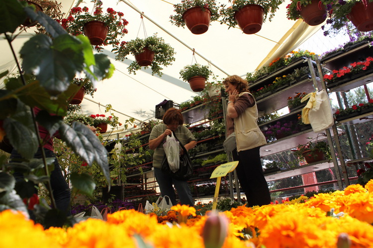 Sveti Filip i Jakov: 11. Dani cvijeca Zadarske zupanije, Foto: Martin Brkljaca Sveti Filip i Jakov: 11. Dani cvijeca Zadarske zupanije, Foto: Martin Brkljaca