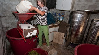 Priča o vinu: Od trsa do bačve, Foto: Leo Banić