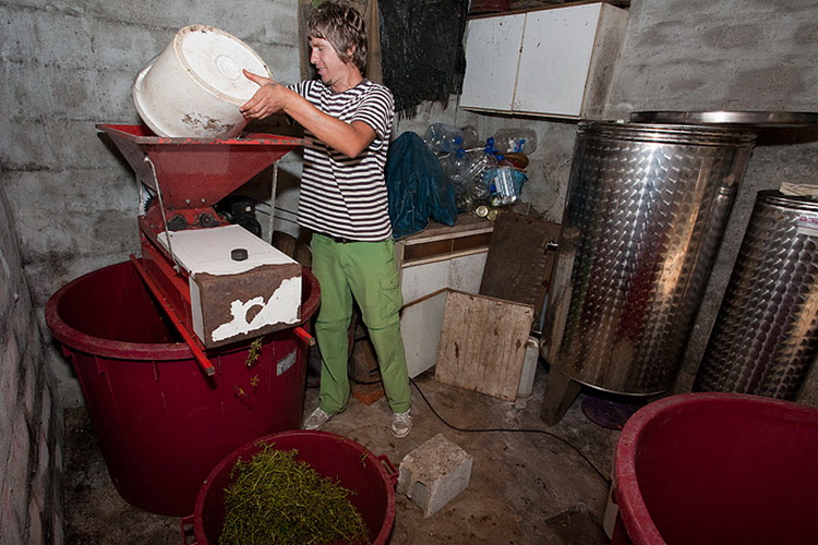 Priča o vinu: Od trsa do bačve, Foto: Leo Banić