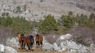 Veliko Rujno: Drago Krapić vlasnik je pedesetak konja koji obitavaju na velebitskim pašnjacima