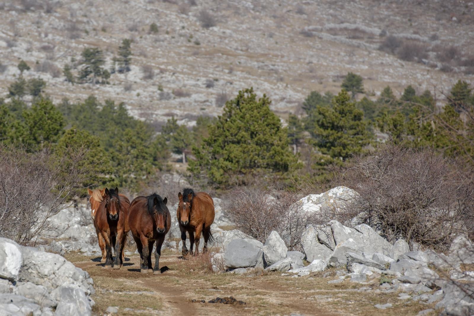 Veliko Rujno: Drago Krapić vlasnik je pedesetak konja koji obitavaju na velebitskim pašnjacima