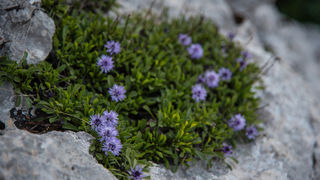 Velebitska katedrala – Tulove grede. Foto: Vinko Pešić Velebitska katedrala – Tulove grede. Foto: Vinko Pešić