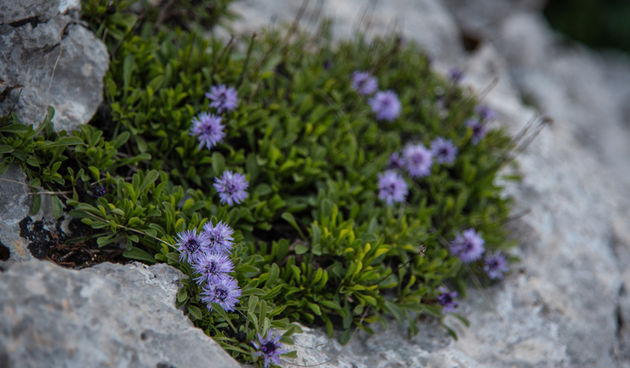 Velebitska katedrala – Tulove grede. Foto: Vinko Pešić