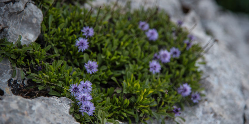 Velebitska katedrala – Tulove grede. Foto: Vinko Pešić Velebitska katedrala – Tulove grede. Foto: Vinko Pešić