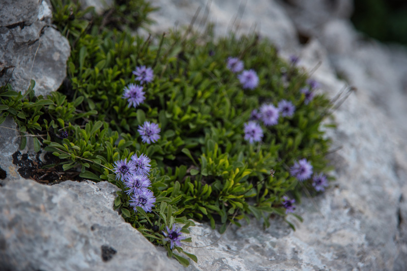 Velebitska katedrala – Tulove grede. Foto: Vinko Pešić Velebitska katedrala – Tulove grede. Foto: Vinko Pešić